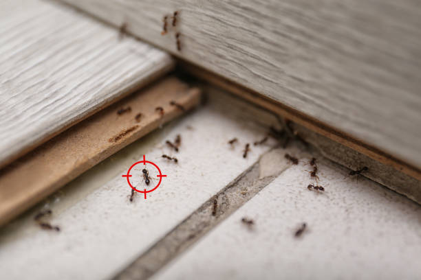 Best Affordable Pest Control Services  in Shinglehouse, PA